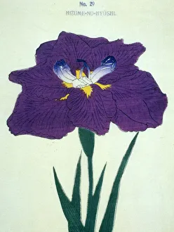 Hizume-No-Hyoshi, No 29
