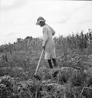 Sharecropper Prints: Hoe culture in the South, Mississippi, 1936. Creator: Dorothea Lange