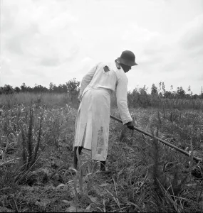 Sharecropper Prints: Hoe culture in the South, Mississippi, 1936. Creator: Dorothea Lange