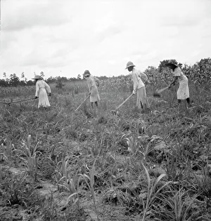 Sharecropper Prints: Hoe culture in the South, Mississippi, 1936. Creator: Dorothea Lange