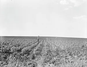Hoeing Prints: Hoeing cotton, South Texas, 1936. Creator: Dorothea Lange