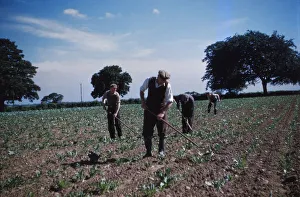 Hoeing Prints: Hoeing Root Crops, England, c1960. Artist: CM Dixon