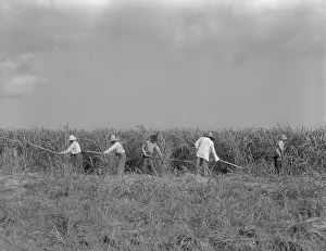 Sugarcane Prints: Hoeing sugarcane on plantation in Louisiana, 1937. Creator: Dorothea Lange