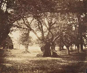 Seine Et Marne Collection: Hollow Oak Tree, Fontainebleau, 1855-57. Creator: Gustave Le Gray