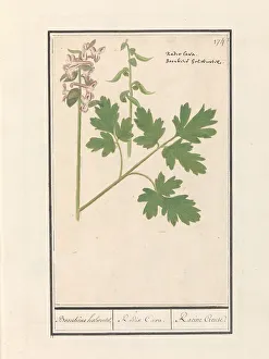 Hollow root (Corydalis cava), 1596-1610. Creators: Anselmus de Boodt, Elias Verhulst