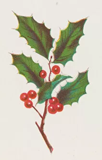 Christmas Card Gallery: Holly, 1862. Creator: Louis Prang