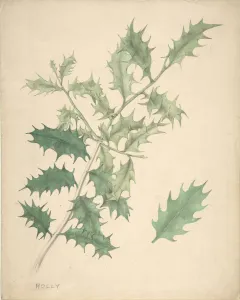 Common Holly Prints: Holly Leaves, 19th century. Creator: Anon