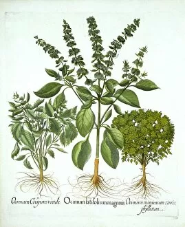 Basil Gallery: Holy Basil, and Two Further Varieties of Basil, from Hortus Eystettensis, by Basil Besler