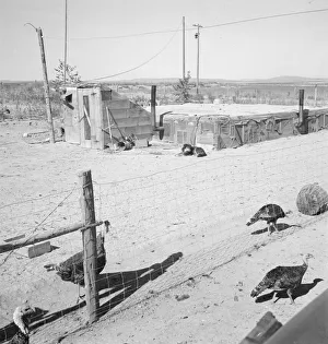 Flue Collection: Home of the Williams family, Dead Ox Flat, Malheur County, Oregon, 1939. Creator: Dorothea Lange