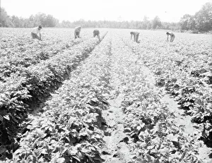 Potatoes Prints: Homesteaders of the farm group are proud of their straight potato row