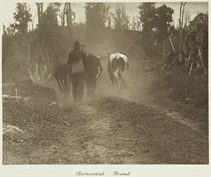 Cowherd Prints: Homeward bound. From the album: Camera Pictures of New Zealand