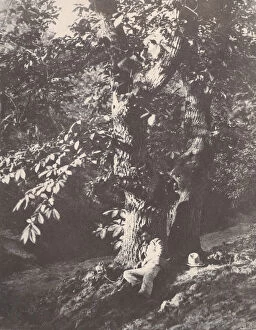Chestnut Tree Collection: Homme allonge au pied d un chataignier, 1850-53. Creator: Charles Marville