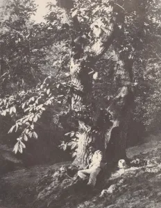 Chestnut Tree Prints: Homme allonge au pied d un chataignier, 1850-53. Creator: Charles Marville