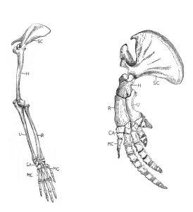 Homology (of commmon descent), c1920