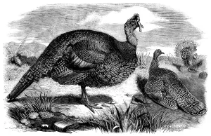 Honduras Prints: Honduras Turkeys, in the Gardens of the Zoological Society