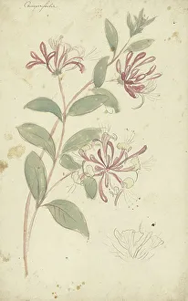 Honeysuckle Prints: Honeysuckle, 1677-1755. Creator: Elias van Nijmegen