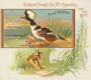 Hooded Merganser, from the Game Birds series (N40) for Allen & Ginter Cigarettes