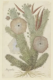 Therapy Prints: Hoodia gordonii (Bushman's hat), 1777-1786. Creator: Robert Jacob Gordon