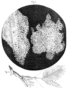 Hookes observations of the cellular structure of cork and a sprig of Sensitive Plant, 1665 Hookes observations of the cellular structure of cork and a sprig of Sensitive Plant, 1665