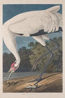 Hooping Crane, 1834. Creator: Robert Havell
