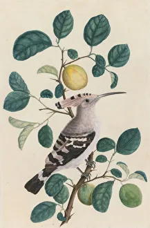 Company School Prints: Hoopoe on a Citrus Tree Branch, c. 1800. Creator: Unknown