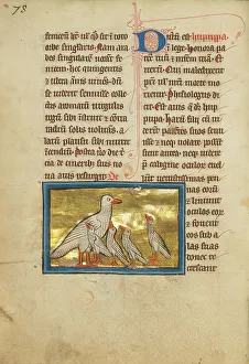 Bestiary Prints: A Hoopoe; De Natura Avium; De Pastoribus et Ovibus, 1277 or after. Creator: Unknown