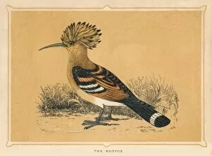 Crested Gallery: The Hoopoe, (Upupa epops), c1850, (1856)