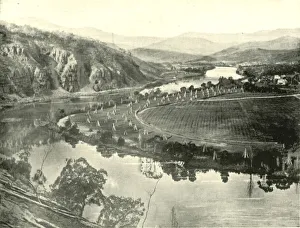 Humulus Lupulus Gallery: Hop Gardens in Tasmania, 1901. Creator: Unknown
