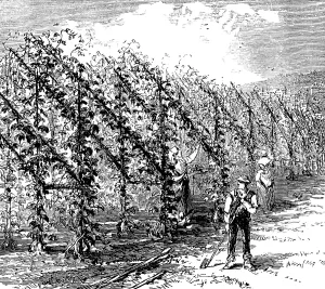 Hop-growing on the vinery principle, 1873. Creator: Unknown