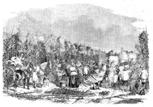 Sack Prints: Hop-picking, 1858. Creator: Unknown