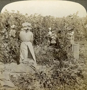Hops Prints: Hop picking, Eugene, Oregon, USA. Artist: Underwood & Underwood