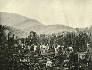 March Gallery: Hop Picking in Tasmania, 1901. Creator: Unknown