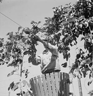Height Gallery: Hop vine and hop picker, near Independence, Polk County, Oregon, 1939. Creator: Dorothea Lange