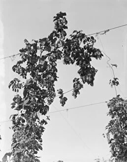 Hop vine at picking time, near Independence, Polk County, Oregon, 1939. Creator: Dorothea Lange