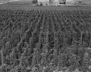 Humulus Lupulus Gallery: Hop yard on ranch of M. Rivard in French-Canadian... Yakima Valley, Moxee Valley, Washington, 1939