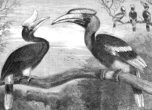 Pearson Prints: The Hornbills, in the Gardens of the Zoological Society