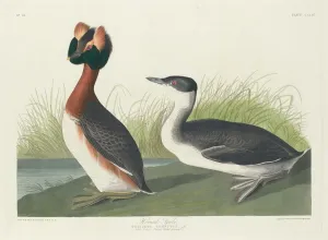 Horned Grebe, 1835. Creator: Robert Havell