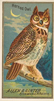 Perch Prints: Horned Owl, from the Birds of America series (N4) for Allen &amp