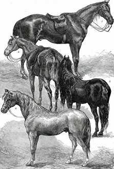 Ponies Prints: The Horse Show at the Agricultural Hall, Islington, 1876. Creator: Unknown
