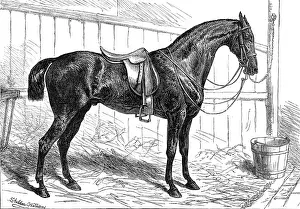 Horse Riding Prints: The Horse Show at the Agricultural Hall