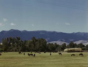 Oregon United States Of America Prints: Horse breeding ranch, Grant Co. Oregon, 1942. Creator: Russell Lee