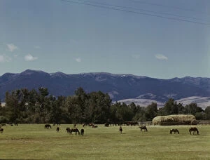 Meadow Gallery: Horse breeding ranch, Grant Co. Oregon, 1942. Creator: Russell Lee