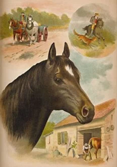 Babys Animal Picture Book Gallery: The Horse, c1900. Artist: Helena J. Maguire