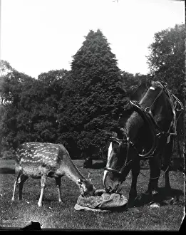 Bending Prints: Horse and deer eating from bag, c1900s