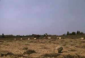 Slides Color Gmgpc Gallery: A horse-drawn digger in operation on a (potato) farm run by...Caribou, Aroostook county, Maine