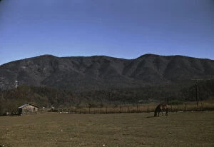 Horse in the pasture of a mountain farm along the Skyline Drive in Virginia, ca. 1940. Creator: Jack Delano