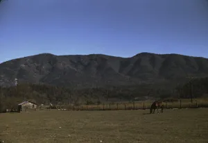 Route Prints: Horse in the pasture of a mountain farm along the Skyline Drive in Virginia