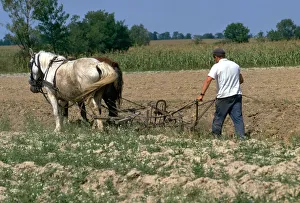 Republic Of Hungary Prints: Horse ploughing in Hungary. Artist: CM Dixon