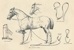 Rehabilitation Prints: Horse with Rarey fittings, c1905 (c1910)