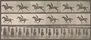 [Horse and Rider Galloping], 1883-86, printed 1887. Creator: Eadweard J Muybridge